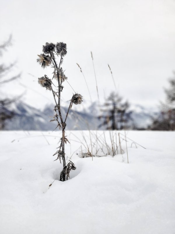 snow-flower-photo-virginie-menot